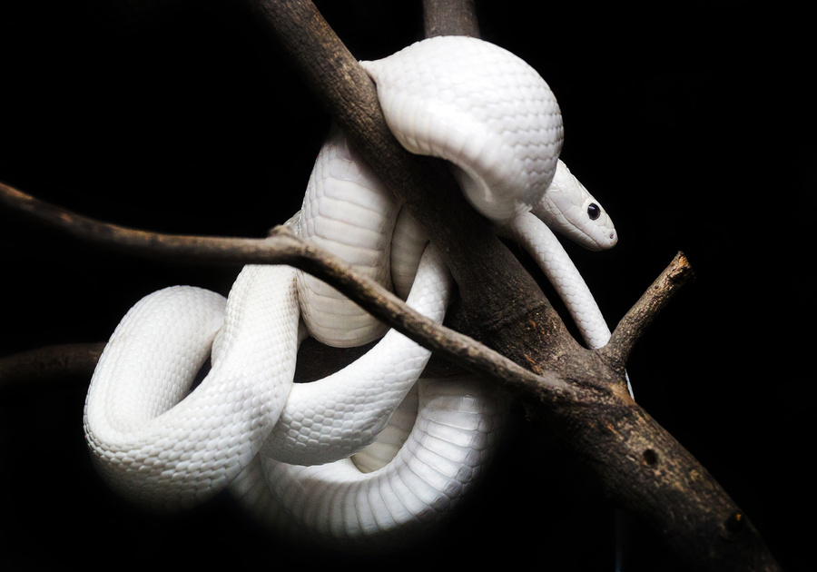 White snake resting on a branch.