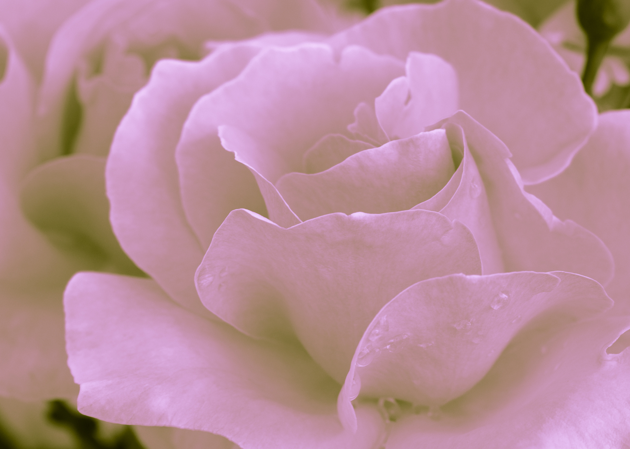 Heart of a rose. Magic petals. Violet color